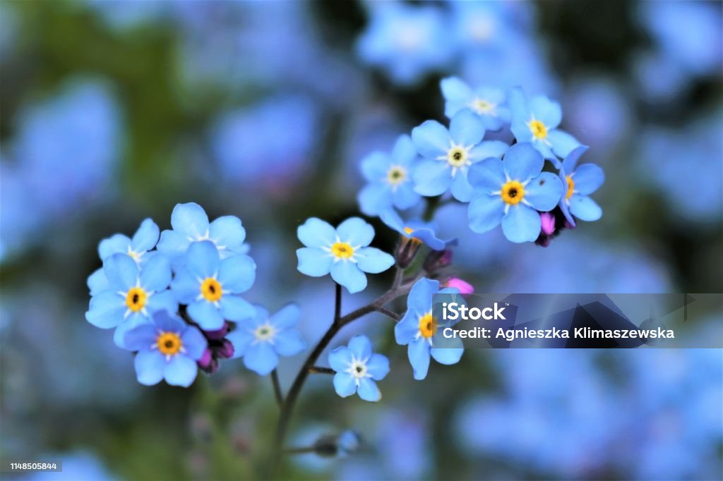 Bright Forget Me Nots Flower Stock Photo