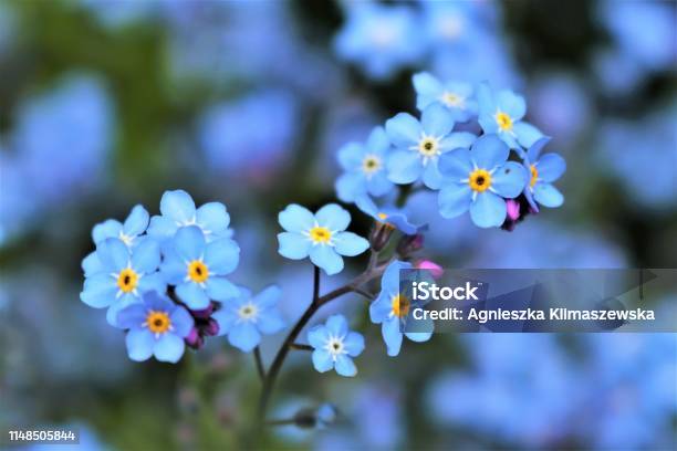 Bright Forget Me Nots Stock Photo - Download Image Now - Flower, Forget-Me-Not, Blue