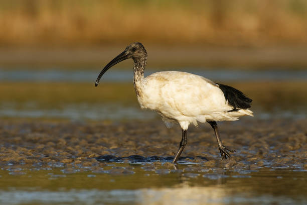 istock Australian Ibis  - Threskiornis moluccus black and white ibis from Australia looking for crabs during low tide 1148505870