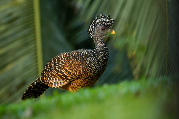 istock Great Curassow - Crax rubra large, pheasant-like bird from the Neotropical rainforests, from Mexico, through Central America to western Colombia and northwestern Ecuador 1148505935