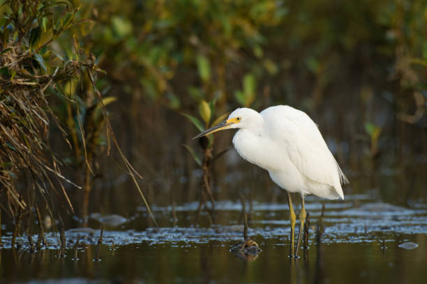 istock Little Egret - Egretta Garzetta small white heron standing on the beach during low tide and hunting crabs 1148506609