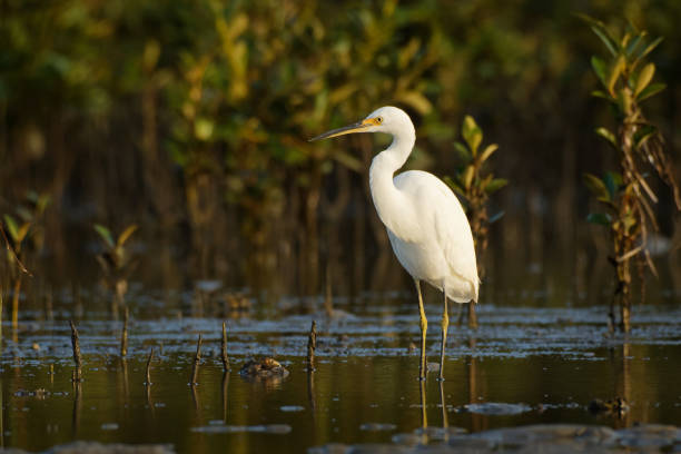 istock Little Egret - Egretta Garzetta small white heron standing on the beach during low tide and hunting crabs 1148506645