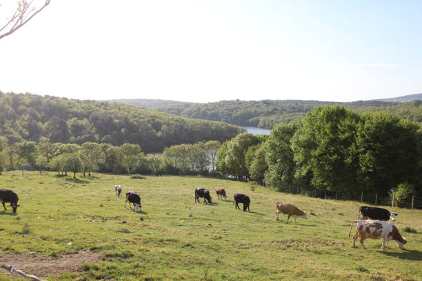 istock grazing cows and lake forest 1148506762