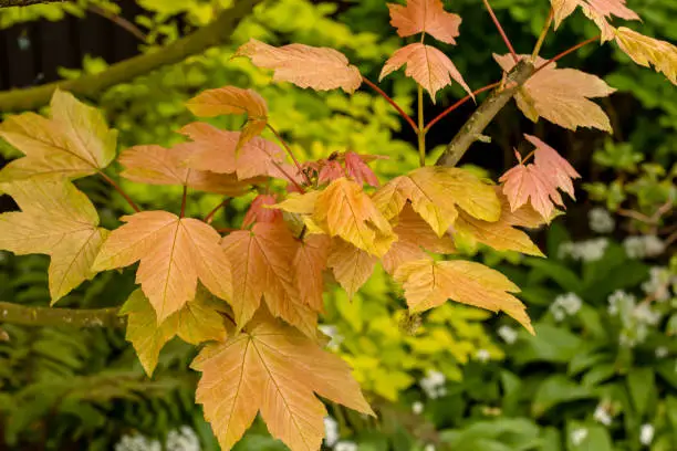 The delicate, colorful leaves of acer brilliantissimum in early may