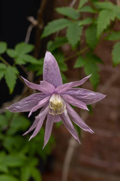Purple flower of clematis alpina in bloom Close up of the flower of clematis alpina with natural background clematis alpina stock pictures, royalty-free photos & images