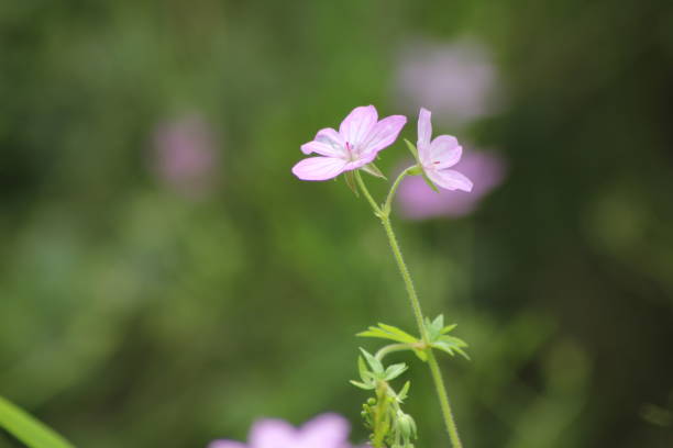 istock purple color flowers and grass 1148506927