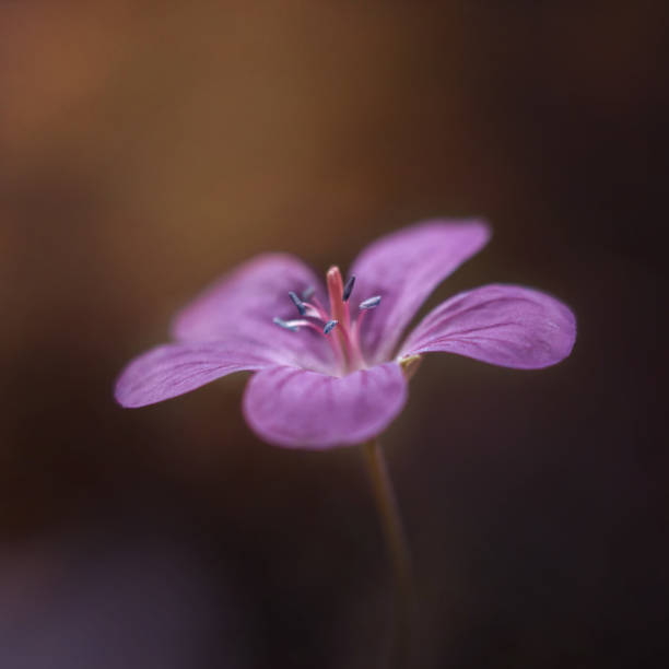 istock Purple flower on sunset background. Meadow geranium, or meadow cranes-bill. Close-up, macro, side view on brown background. Textured petals. 1148508196