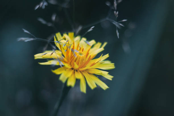 fleur jaune moelleux tombent pissenlit sur fond bleu flou. macro close-up. hawkbit d’automne. - leontodon photos et images de collection