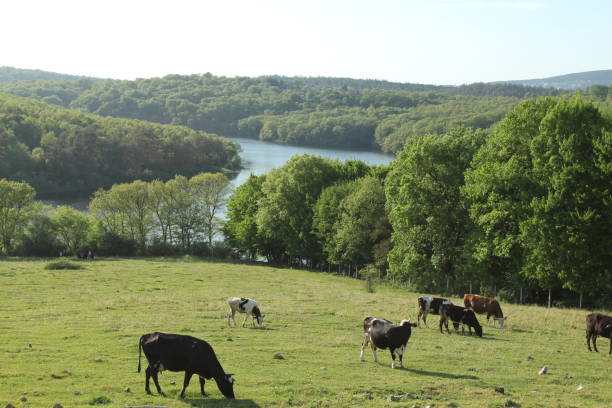 istock grazing cows and lake forest 1148508434