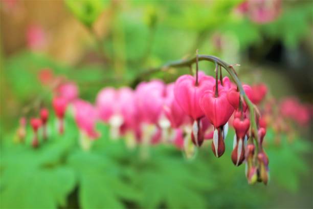 istock Strand of Bleeding Hearts 1148508984