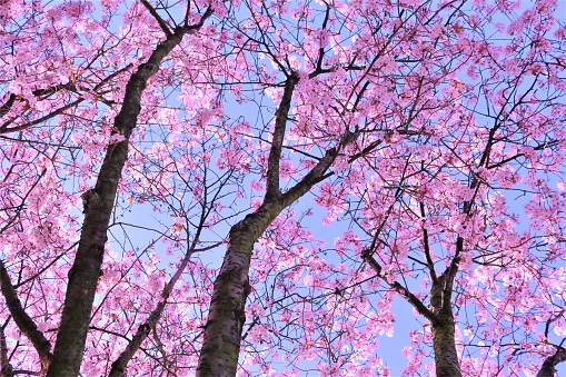 Pink Blossom Branches