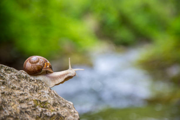 Snail on the stone next to the stream in the forest.