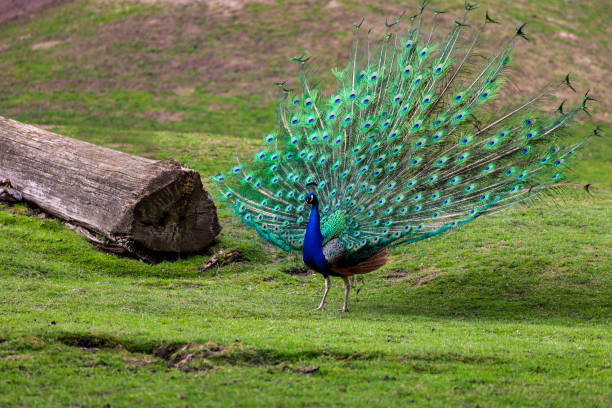 самец индийской птицы (голубая птица или паво кристат) - close up peacock animal head bird стоковые фото и изображения
