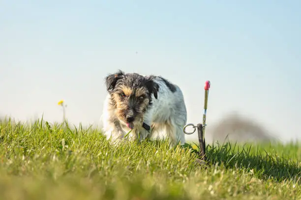 Photo of Jack Russell Terrier dog is waiting tethered to a earth hook in the meadow