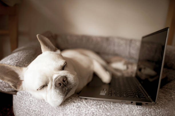 tan cansado, un frenchie cayó en el sueño delante de la laptop - animal cute exhaustion technology fotografías e imágenes de stock