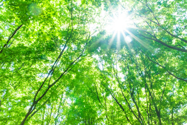 森の新鮮な緑 - 森林 写真 ストックフォトと画像