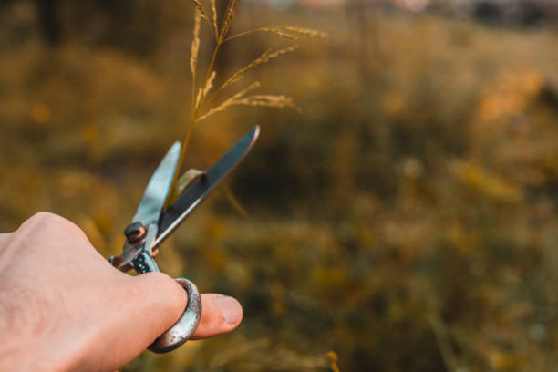 istock Cutting the grass with a pair of scissors 1148513505