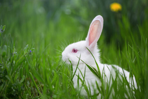 istock beautiful little white rabbit in the grass on a sunny summer day