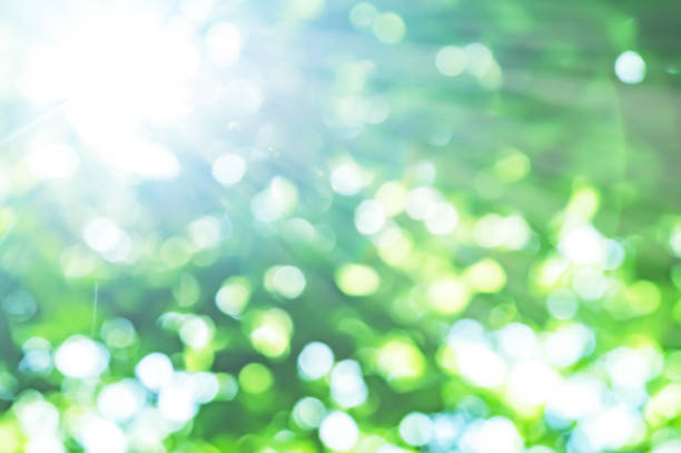свежий зеленый и солнце - selective focus стоковые фото и изображения