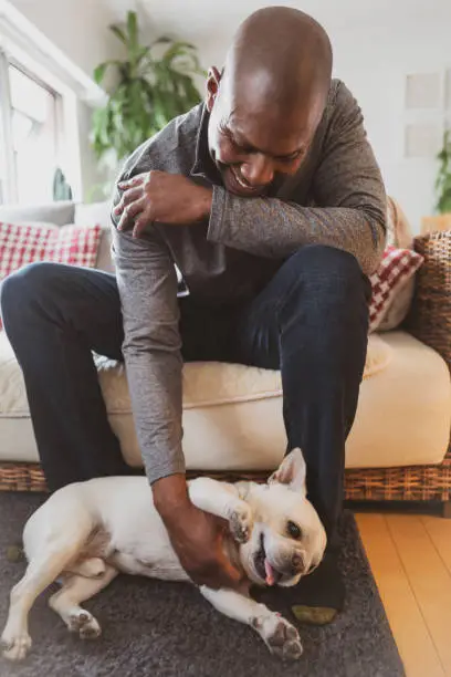 my french loves belly rub and always shows his belly to anyone !!!!  He can't be a watch dog unfortunately but look at him. How adorable. He loves the rub. Each time he meets new people, he humps :D  He is already 70 years old, though.