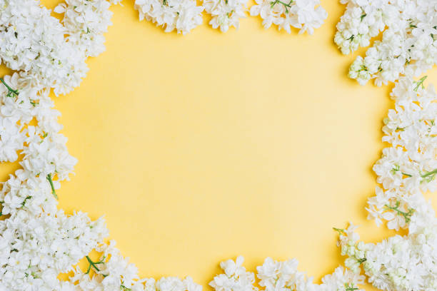 istock Spring flowers. White lilac flowers 1148517005