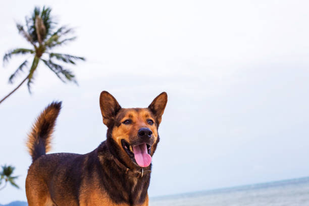 istock A happy dog on the beach. 1148517904