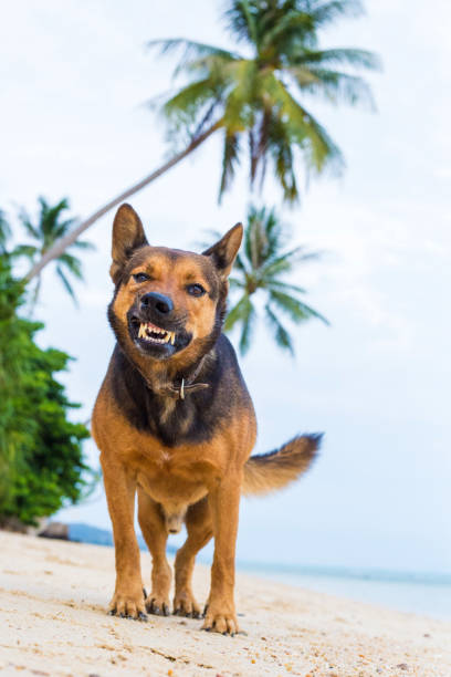 istock Angry dog shows teeth on the beach. 1148517990