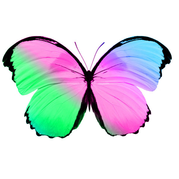 istock tropical colorful butterfly isolated on white background 1148520389