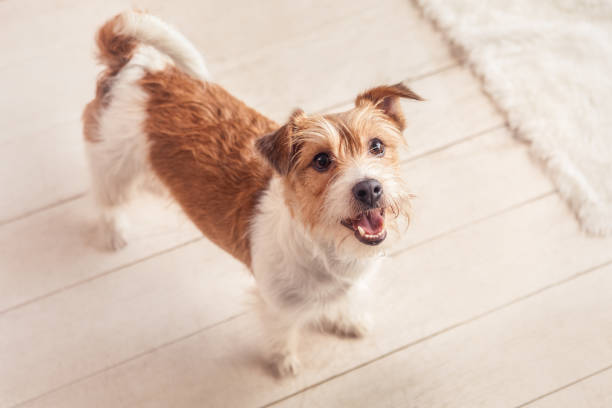 istock Small dog sitting near sofa at home 1148520804