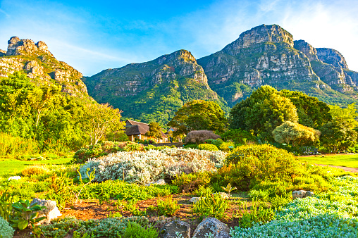 Kirstenbosch is an important botanical garden nestled at the eastern foot of Table Mountain in Cape Town.