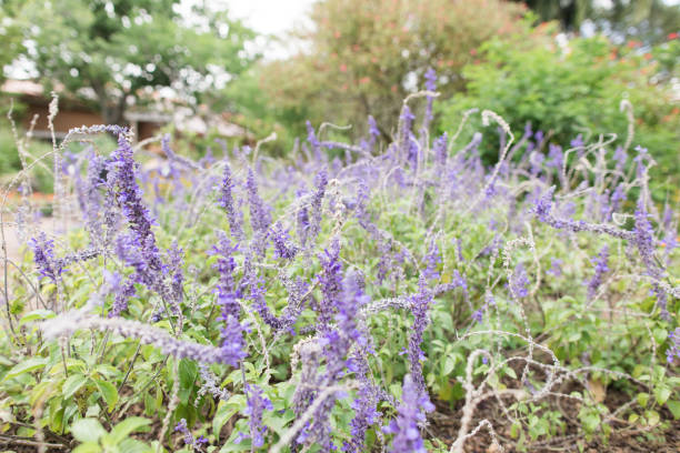 istock Delicate Purple Flowers 1148522629