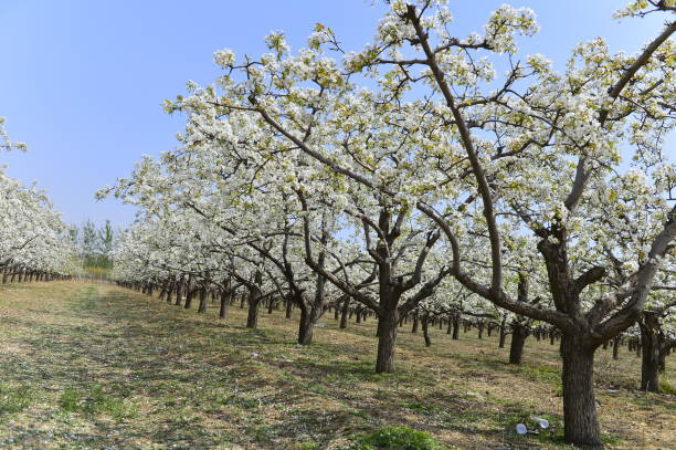 istock Pear flower in full bloom in spring 1148523323