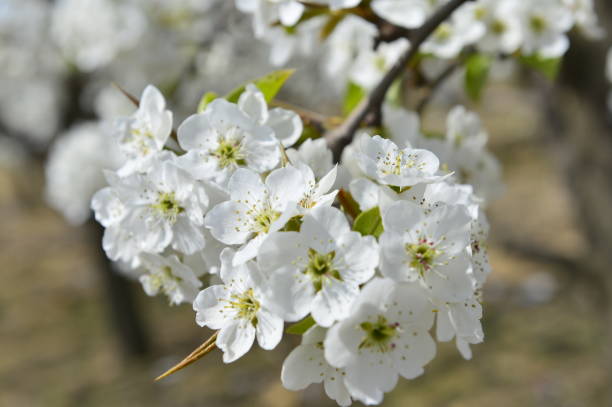 istock Pear flower in full bloom in spring 1148523358