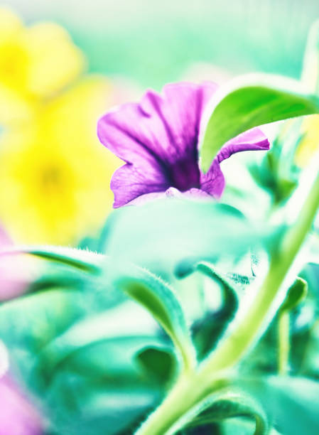 istock Vibrant yellow summer flowers 1148527870