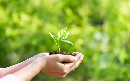 Woman hands holding a small green plant.