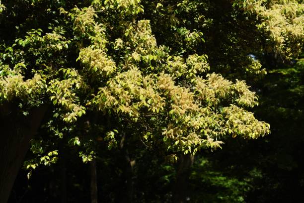 istock Castanopsis sieboldii male flowers 1148530833
