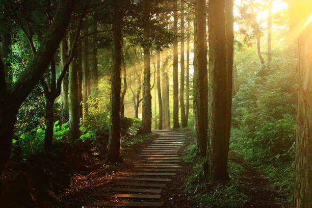 istock Water-infantile rioreum, forest, Ramsar Marsh, walk 1148531735
