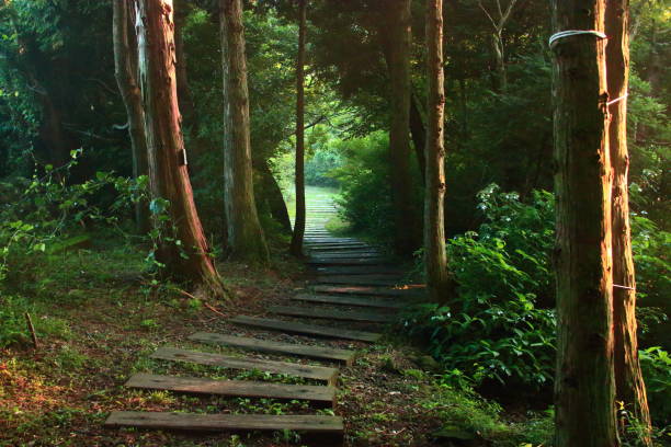 istock Water-infantile rioreum, forest, Ramsar Marsh, walk 1148531789