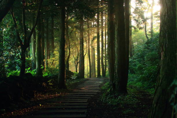 istock Water-infantile rioreum, forest, Ramsar Marsh, walk 1148531808