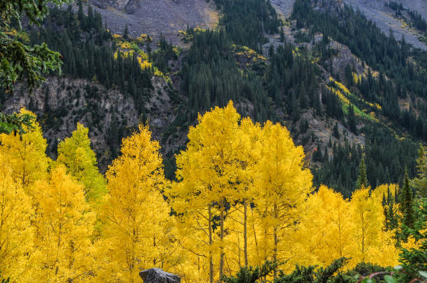 Brilliant yellow fall color makes aspens stand out against the Colorado mountain scenery