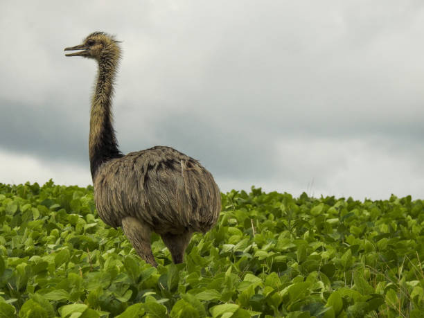 istock Emas birds (Rhea americana) eating caterpillar in soybean plantation. 1148537379