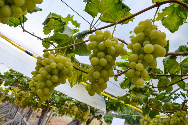 зеленый виноград италия. научное название (vitis vinifera l) - vinifera стоковые фото и изображения