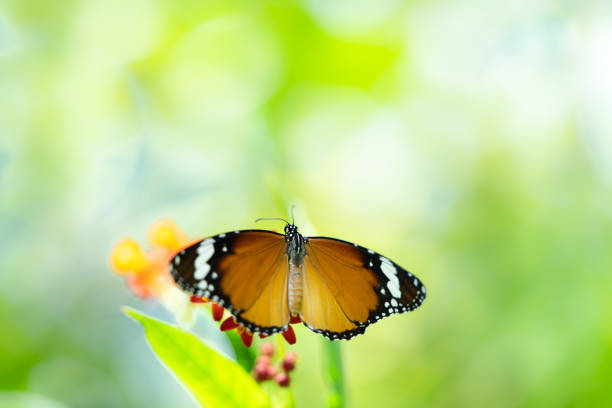 istock Common tiger butterfly on flower 1148540643