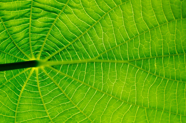 beautiful leaf pattern lit by morning light - sunrise leaf brightly lit vibrant color imagens e fotografias de stock