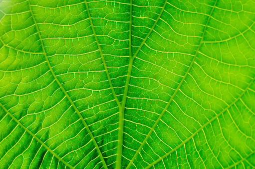 Light Leave Pattern Beautiful Leaf Pattern Lit By Morning Light Stock Photo - Download ...
