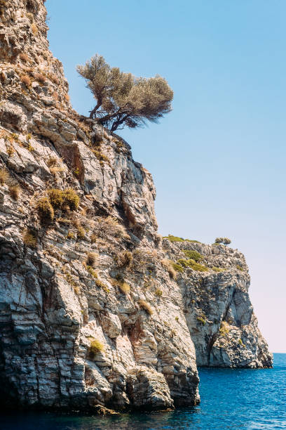 istock unusual tree on high white rocks in Turkey in summer 1148540810