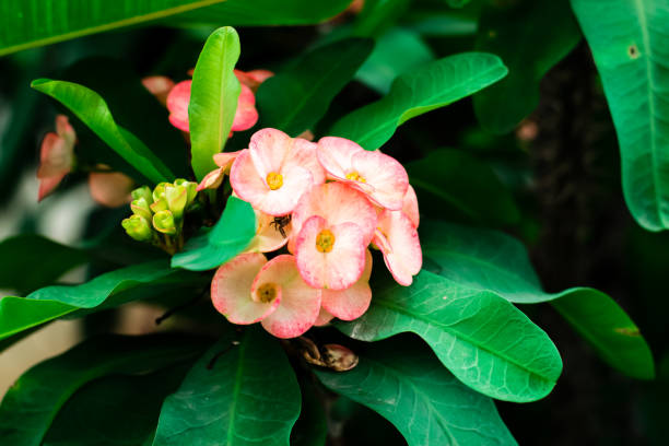 istock Euphorbia Milii flower 1148541470