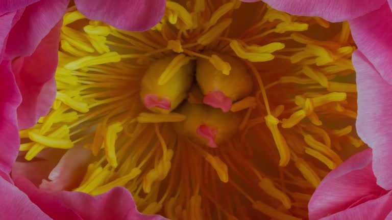 Blooming Pink Peony Flower