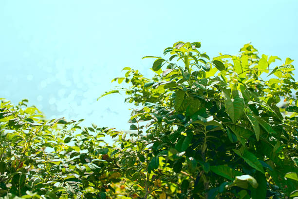 istock Green wild rose Bush by the sea. 1148541571