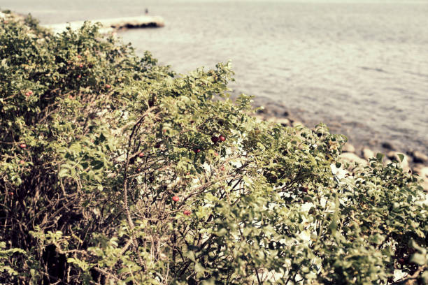 Green wild rose Bush by the sea. Summer Sunny day, seascape